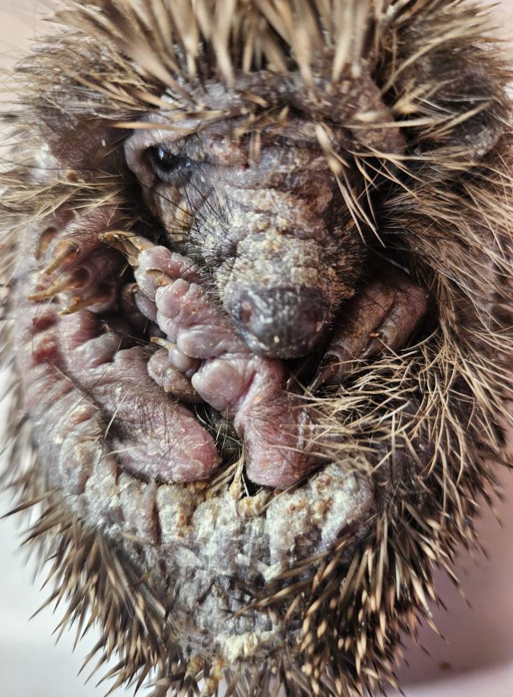 Paula’s Wildlife Rescue