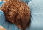 Hedgehog Rescue of Hazelbury Bryan