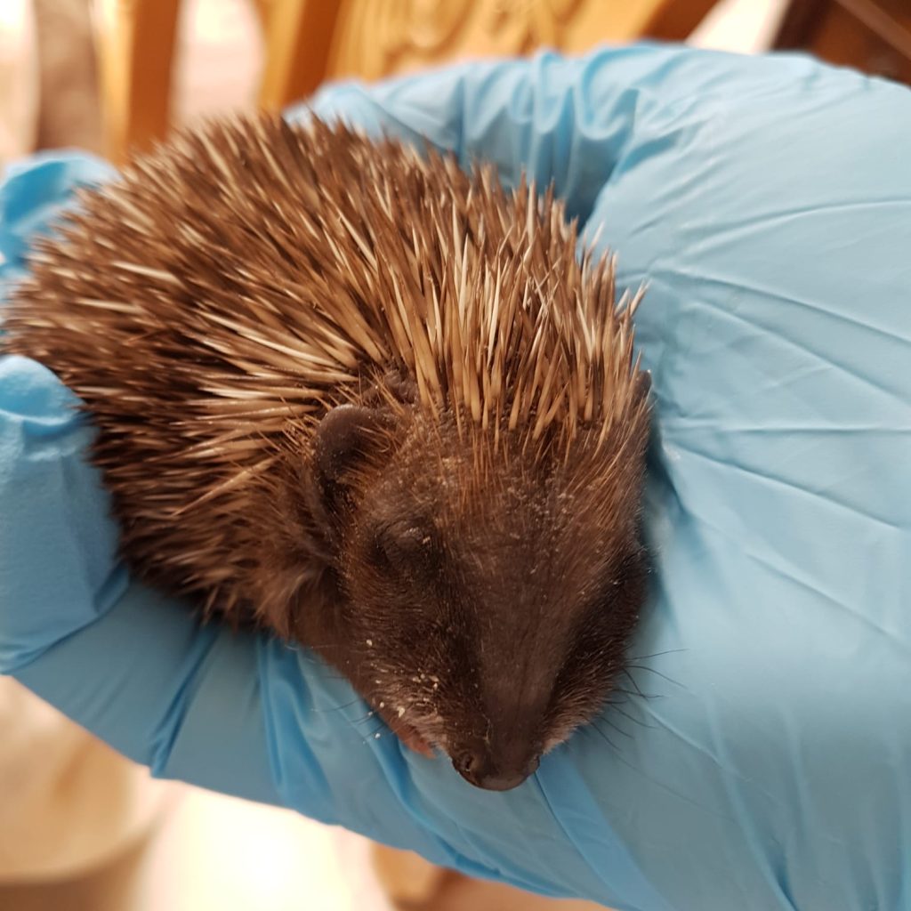 Hedgehog Rescue of Hazelbury Bryan
