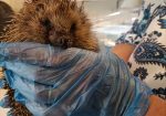 Hedgehog Rescue of Hazelbury Bryan